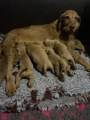 Dam of litter