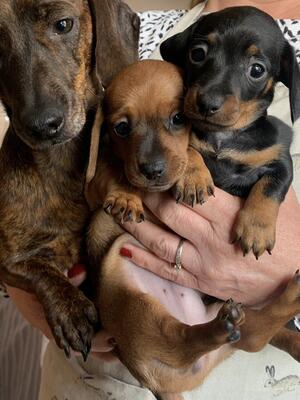 Dam and puppies
