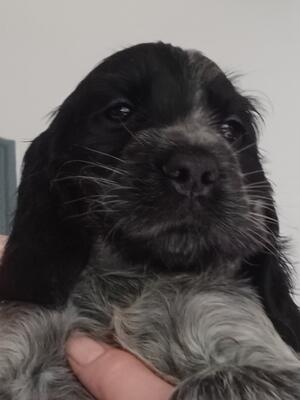 Gloria and Edgar puppy