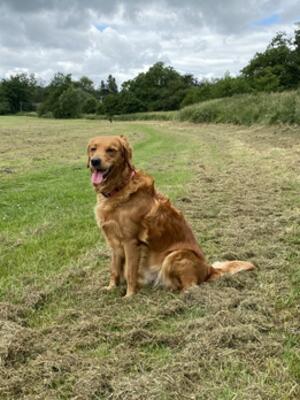 Brie on a walk in the fields