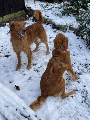 Fletcher (Left) and Brie (Right)