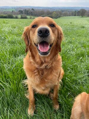 Brie enjoying her walk