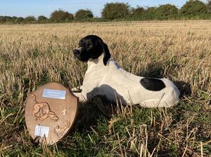 Sparkfield Spye of Wiscombe (