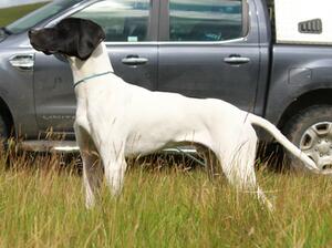 SPARKFIELD SPYE OF WISCOMBE at 10 months