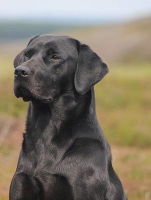 Benny (Kelmagra Cole of Wiscombe)