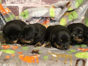 Litter