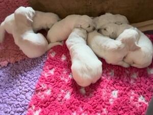 Teddy's Pups