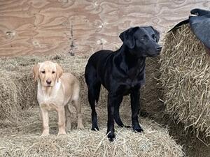 Bitch on Right & a pup ( half cousin)