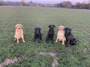 Solo is on left with various family ( all bitches)