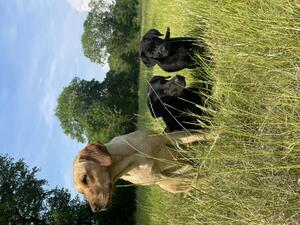 Mum with pup and pup’s cousin.