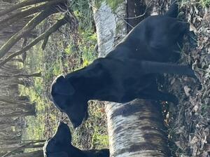 Kind natured, family and working dog. Biddable