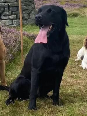Fantastic working dog. 🥇 open trail lots to come