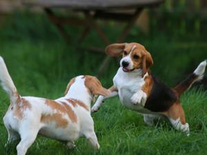 Flora and Lily at play. 2014