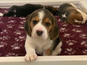 Puppy at 5 weeks