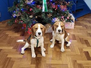 Juniper and Piper receiving their KC Silver awards
