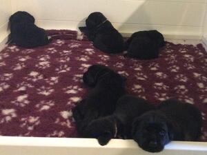 Phoebe’s puppies at 3 weeks