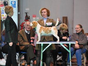 Lily at Crufts 2015