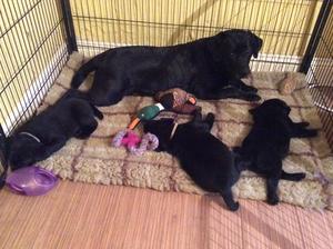 Puppies 5 Weeks