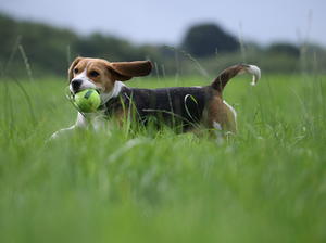 Dentonside Bluebell Enjoying her morning walk.