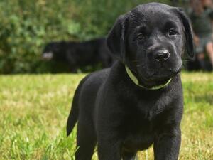 1 of the boys at 5 weeks.