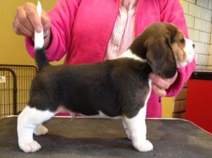 One of the boys (5weeks)
