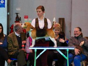 Flora at Crufts 2015