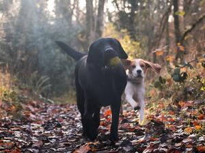 Quincey and Posie on their walk. Nov. 2021