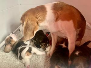 Puppies at 2 weeks