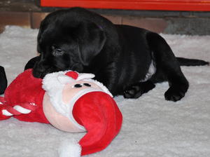  Dentonside Jenson 8 weeks