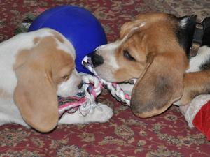 Flora at 3 months (on right) 2013.