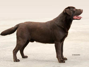 Sire JW ShCM Afinmore Alain (Forest)