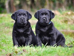 Two of the Boys. (51/2 weeks)