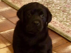 Phoebe’s puppies at 4 weeks.