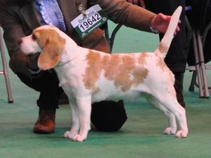 Lily at Crufts 2016