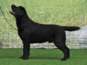 Sire Follies Ivar