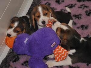 Puppies at 6 weeks