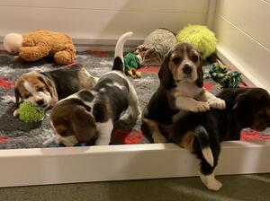 Puppies at 5 weeks