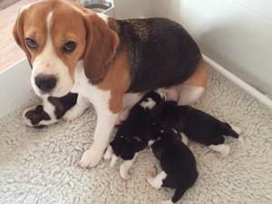 Puppies af a few days old.
