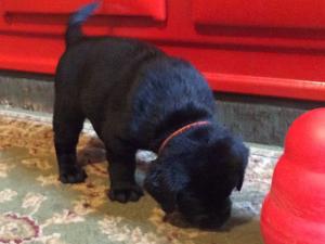 One of the boys at 5 weeks