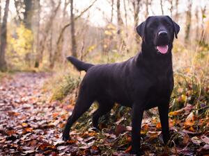 Quincey on her afternoon walk. November 2021