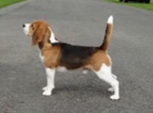 Sire CH. Newlin Kestrel JW. ShCM