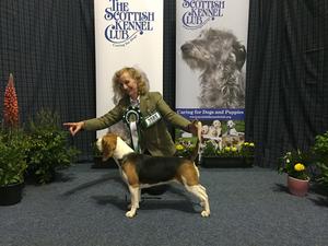 Dentonside Bluebell Qualifying for Crufts 2018