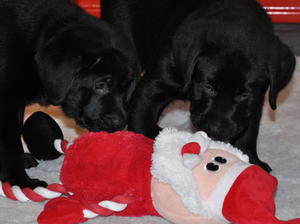 Dentonside Austin and Jenson