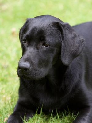 Dentonside Favonius (Phoebe) at 51/2months