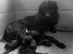 Luna with puppies