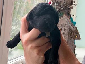 Puppy