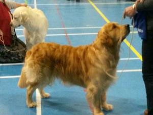 Best of Breed