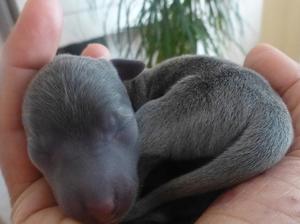 Blue puppy