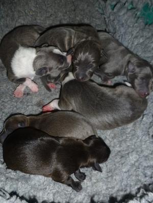 The Litter