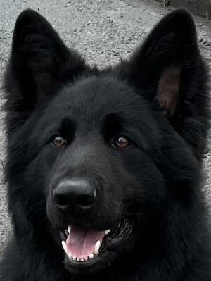 Major